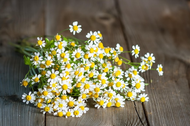 Close-up de planta com flores amarelas