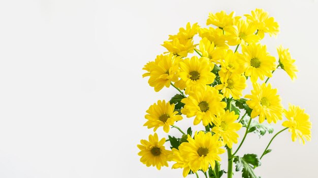 Foto close-up de planta com flores amarelas