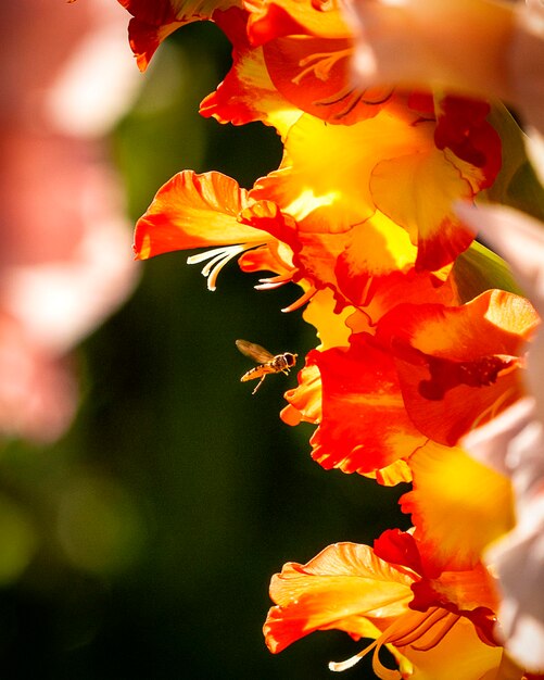 Close-up de planta com flores amarelas