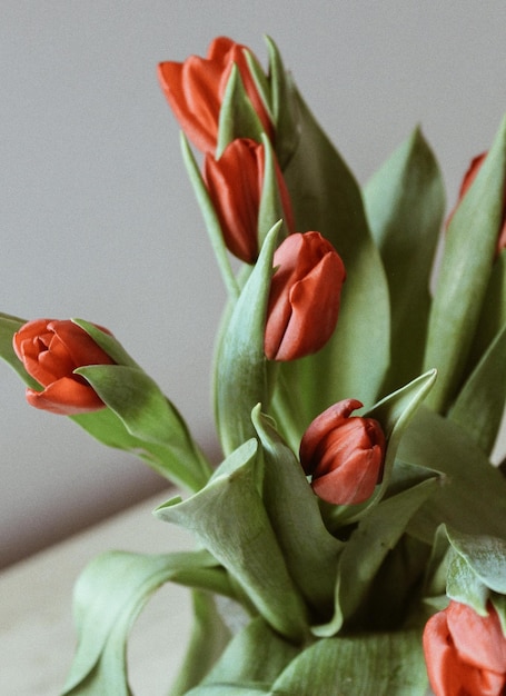 Close-up de planta com flores contra a parede em casa