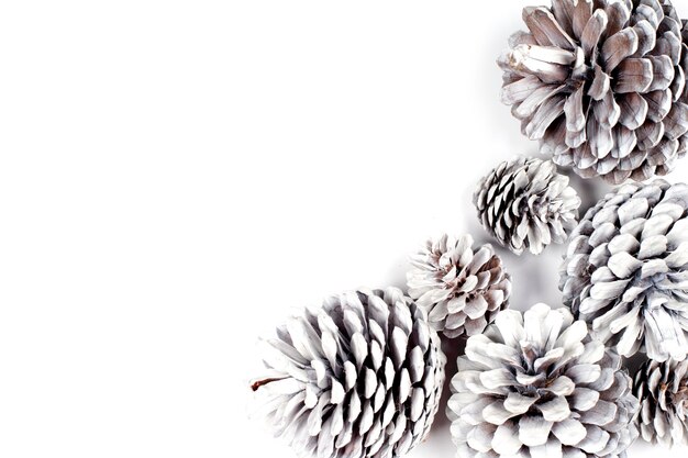 Close-up de planta com flores contra fundo branco