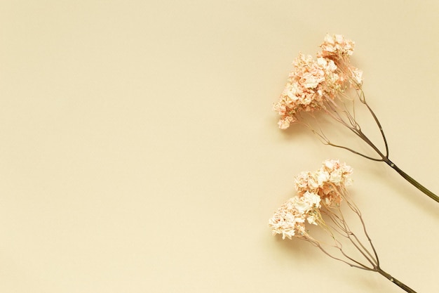 Close-up de planta com flores contra fundo branco