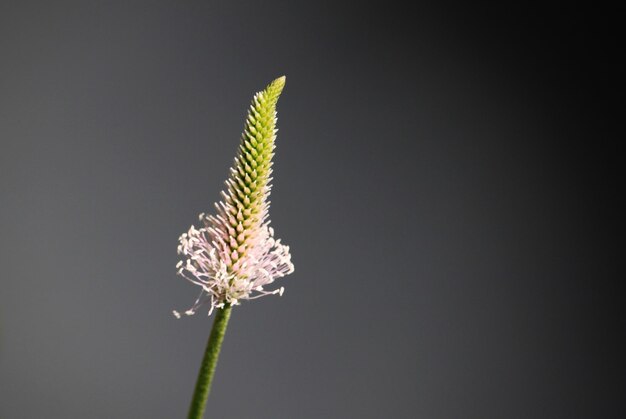 Close-up de planta com flores contra fundo branco