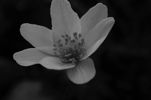 Foto close-up de planta com flores contra fundo preto