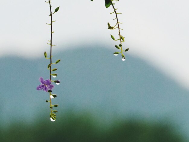 Foto close-up de planta com flores contra o céu