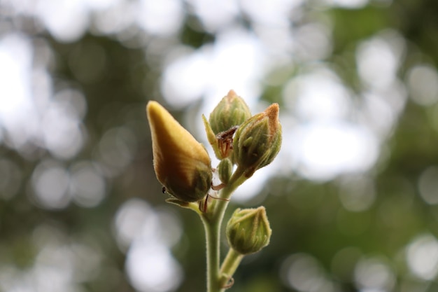 Foto close-up de planta com flores contra um fundo desfocado