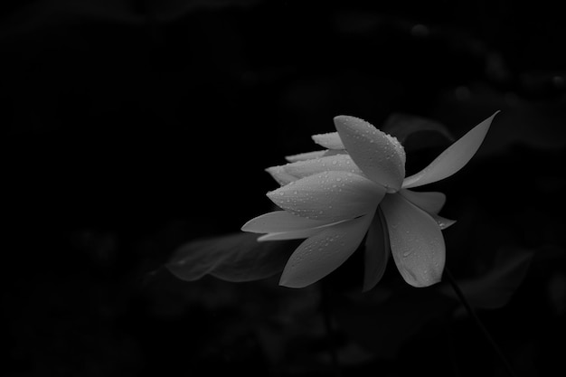 Foto close-up de planta com flores contra um fundo desfocado