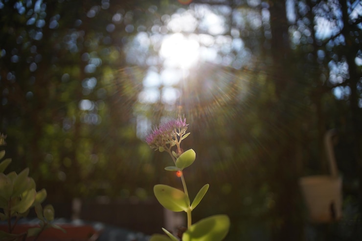 Foto close-up de planta com flores contra um fundo desfocado