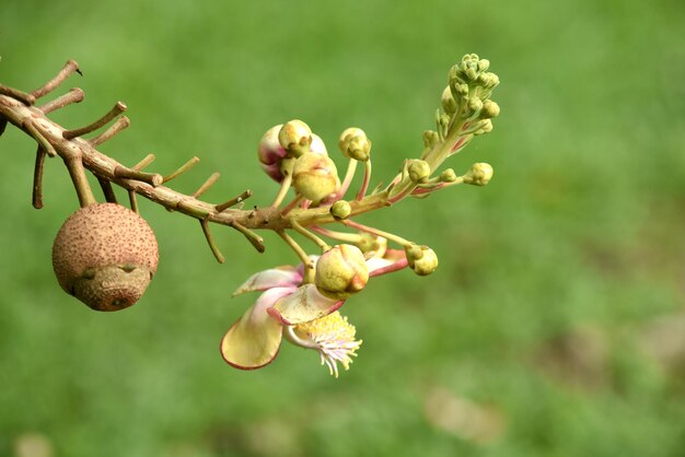 Foto close-up de planta com flores contra um fundo desfocado