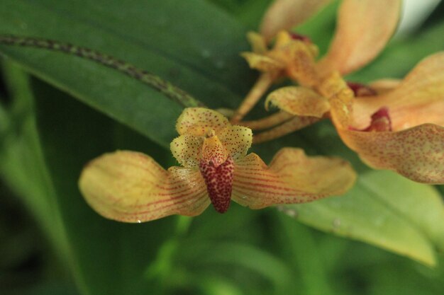 Close-up de planta com flores contra um fundo desfocado