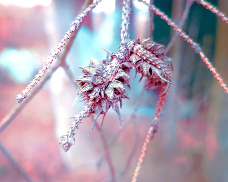 Foto close-up de planta com flores durante o inverno