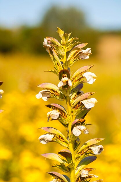 Foto close-up de planta com flores no campo