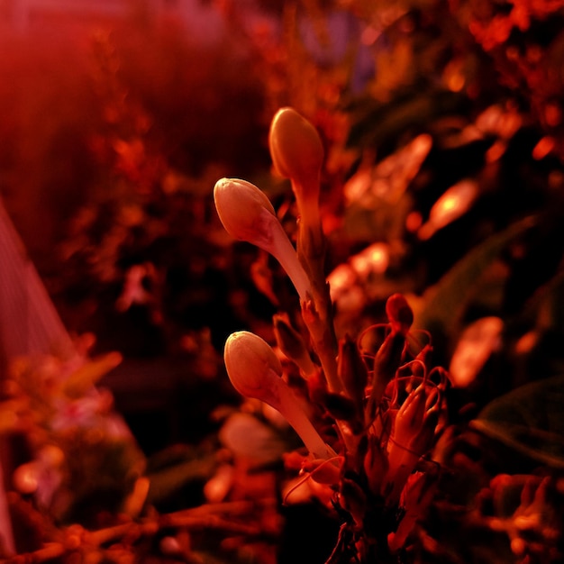 Foto close-up de planta com flores no campo