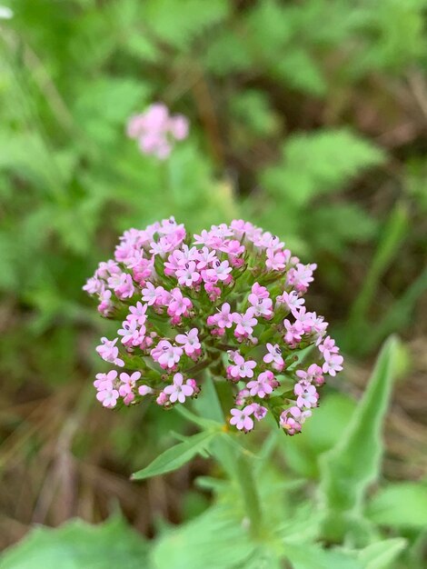 Foto close-up de planta com flores no campo