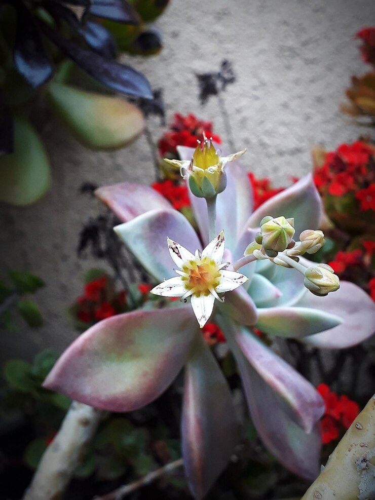 Foto close-up de planta com flores rosa