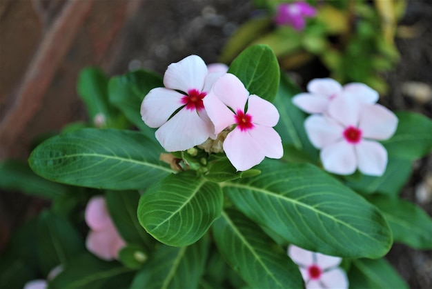 Foto close-up de planta com flores rosa