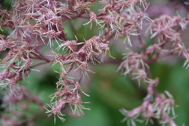 Foto close-up de planta com flores rosa