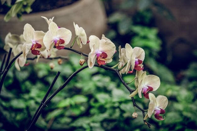 Close-up de planta com flores rosa