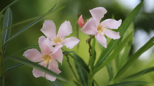 Foto close-up de planta com flores rosa