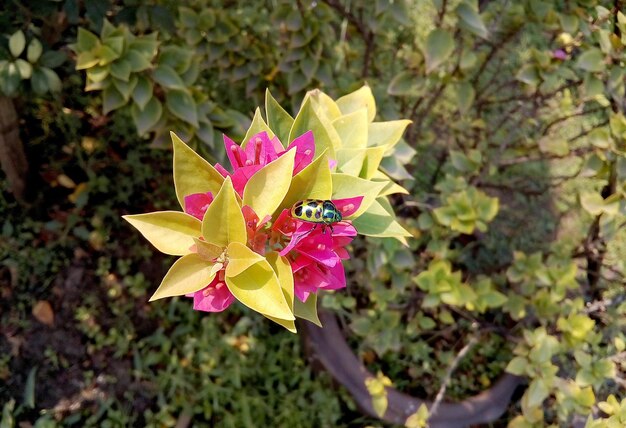 Foto close-up de planta com flores rosa