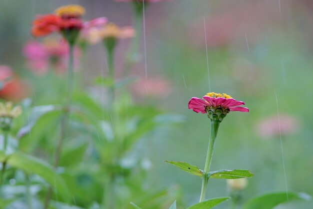 Foto close-up de planta com flores rosa