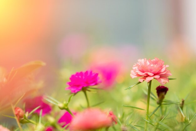 Close-up de planta com flores rosa