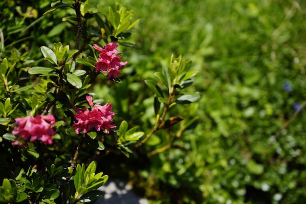 Foto close-up de planta com flores rosa