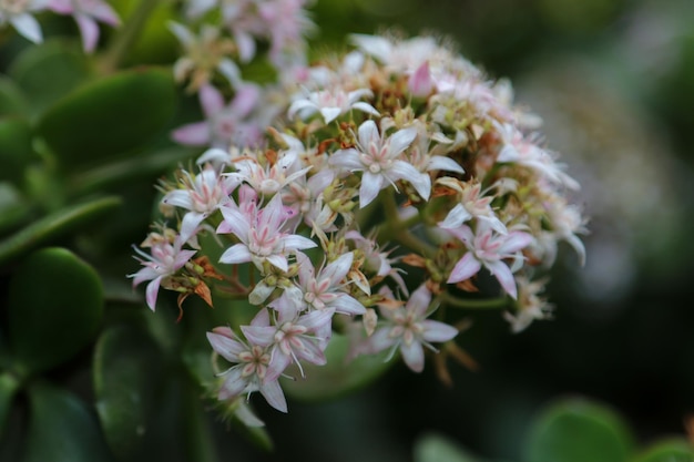 Close-up de planta com flores rosa