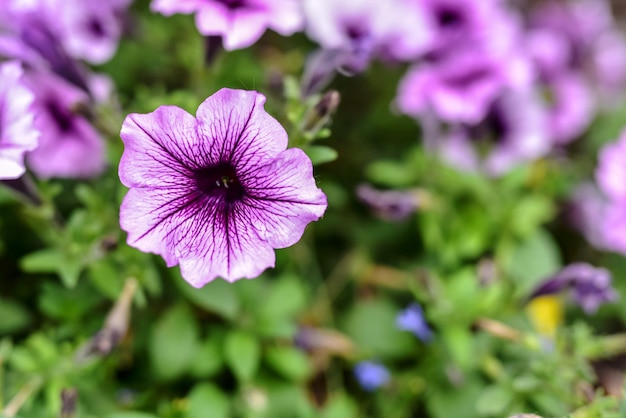 Foto close-up de planta com flores roxas em um parque