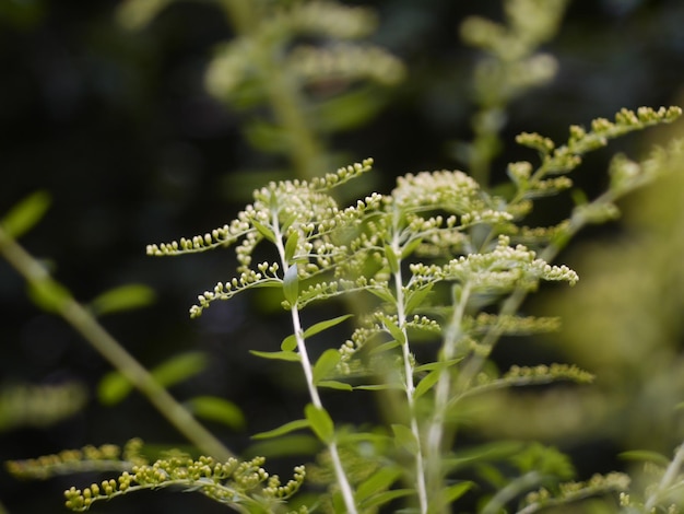 Foto close-up de planta com flores verdes no campo