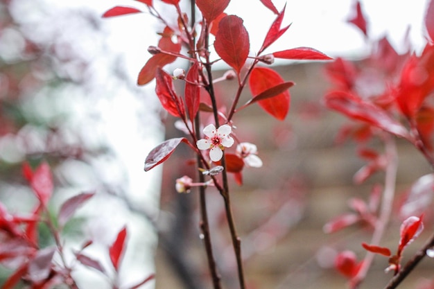 Foto close-up de planta com flores vermelhas durante o outono