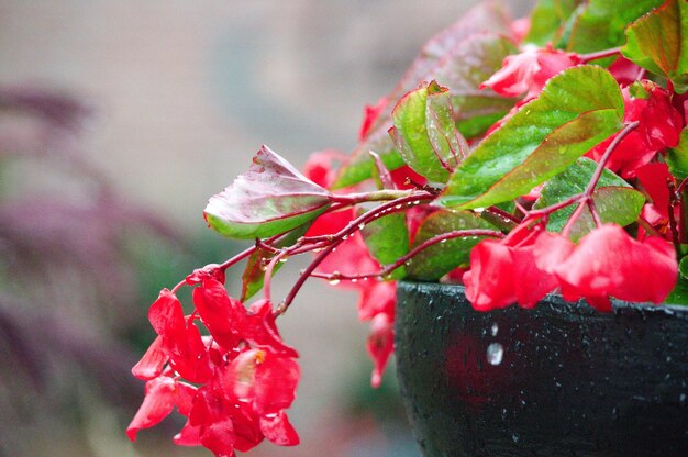 Close-up de planta com flores vermelhas molhadas
