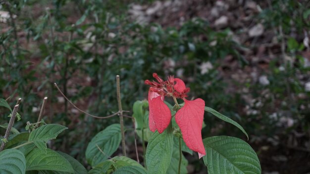 Close-up de planta com flores vermelhas