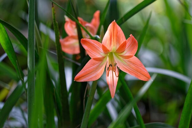 Foto close-up de planta com flores vermelhas