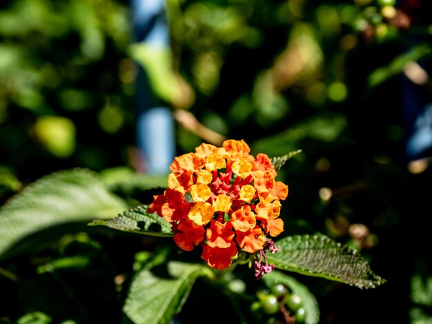 Foto close-up de planta com flores vermelhas