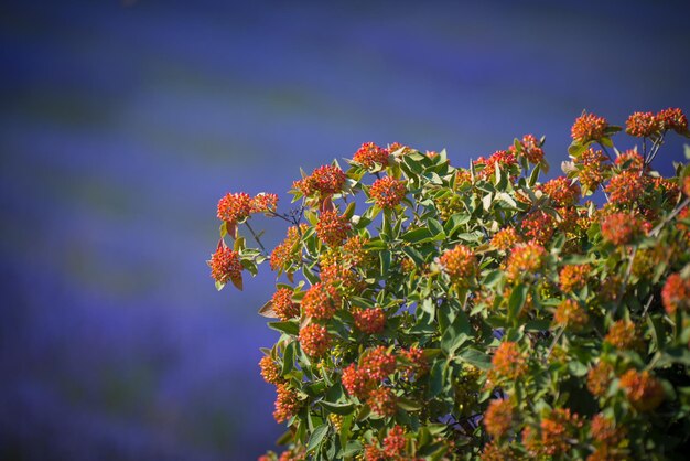 Foto close-up de planta com flores vermelhas