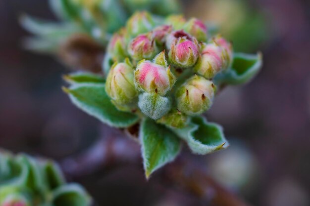 Foto close-up de planta com flores