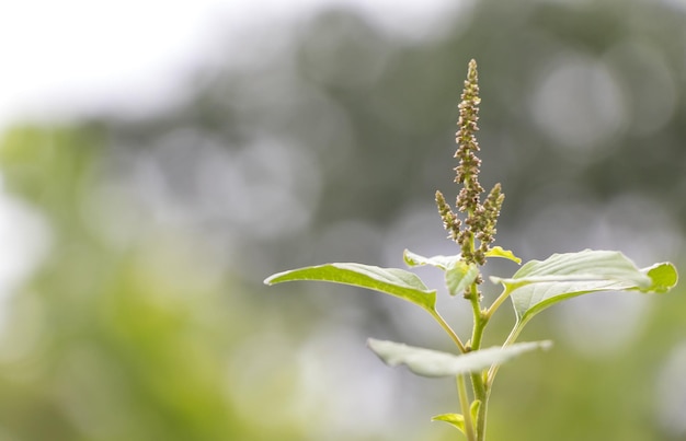 Foto close-up de planta com flores