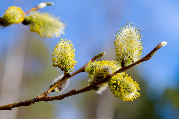 Close-up de planta com flores