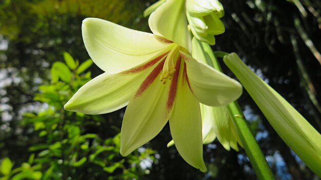 Foto close-up de planta com flores