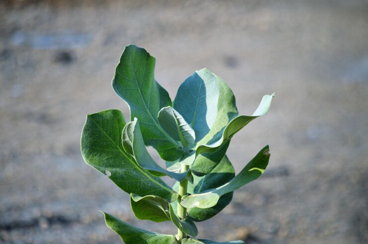 Foto close-up de planta com flores
