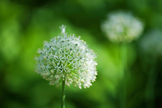 Close-up de planta com flores