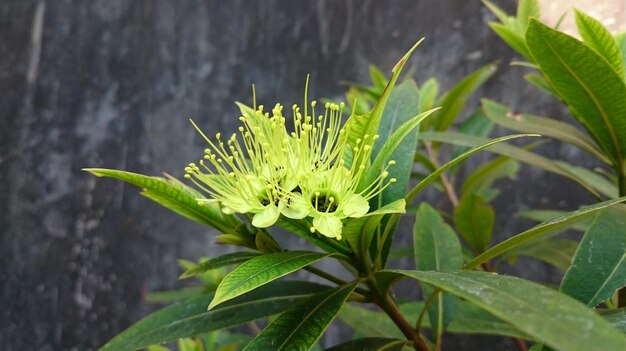 Foto close-up de planta com flores