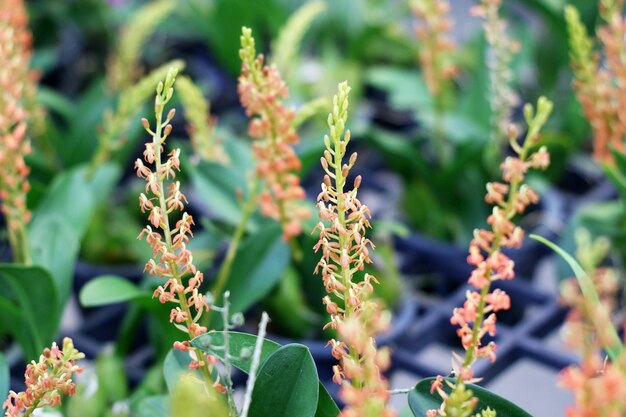 Foto close-up de planta com flores