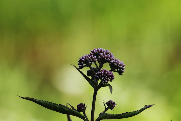 Close-up de planta com flores