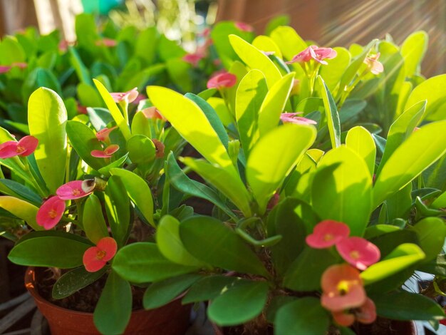 Foto close-up de planta com flores