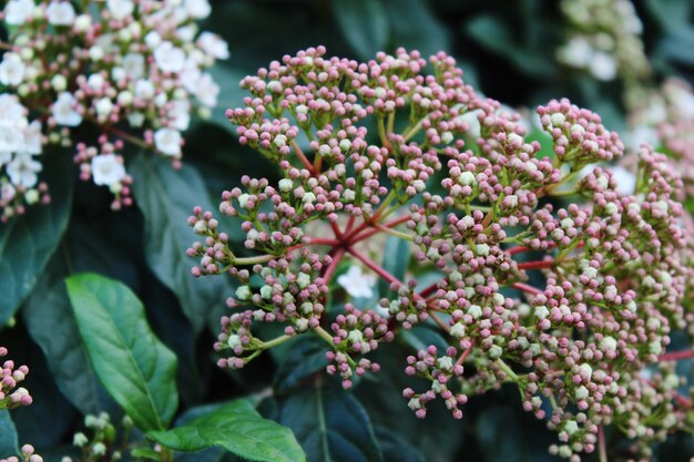 Foto close-up de planta com flores