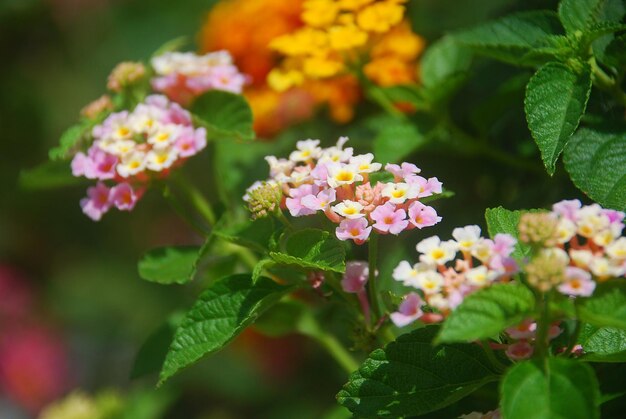 Foto close-up de planta com flores