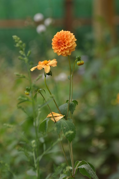 Close-up de planta com flores