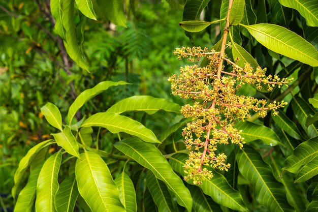 Foto close-up de planta com flores